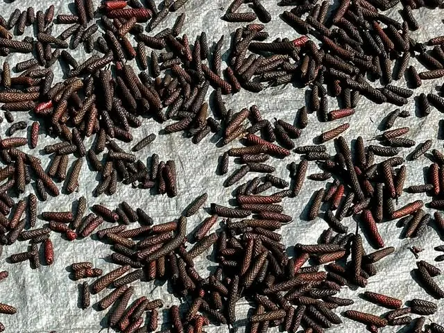 Java Long Pepper