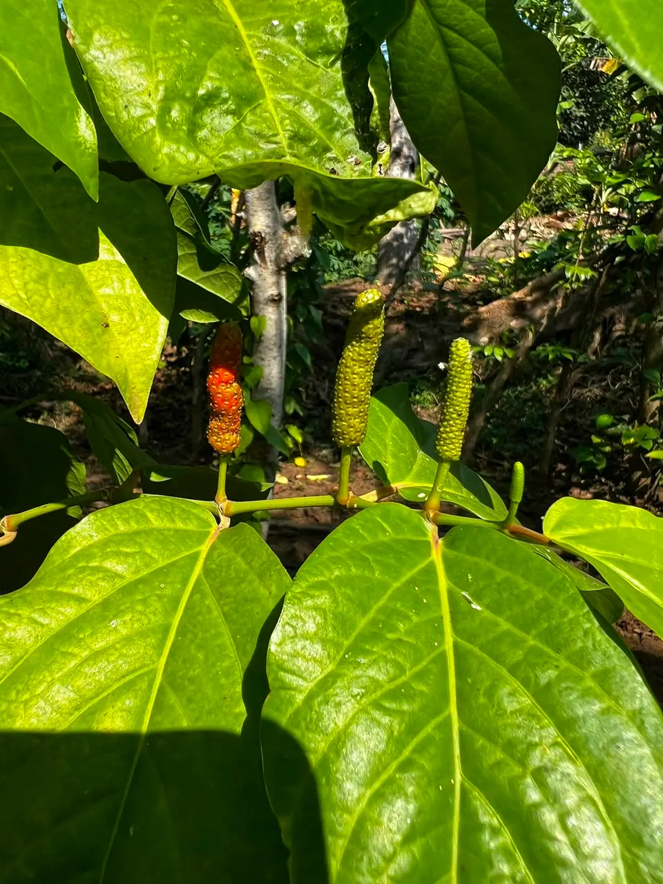 Java long pepper plant fruit, Indonesia