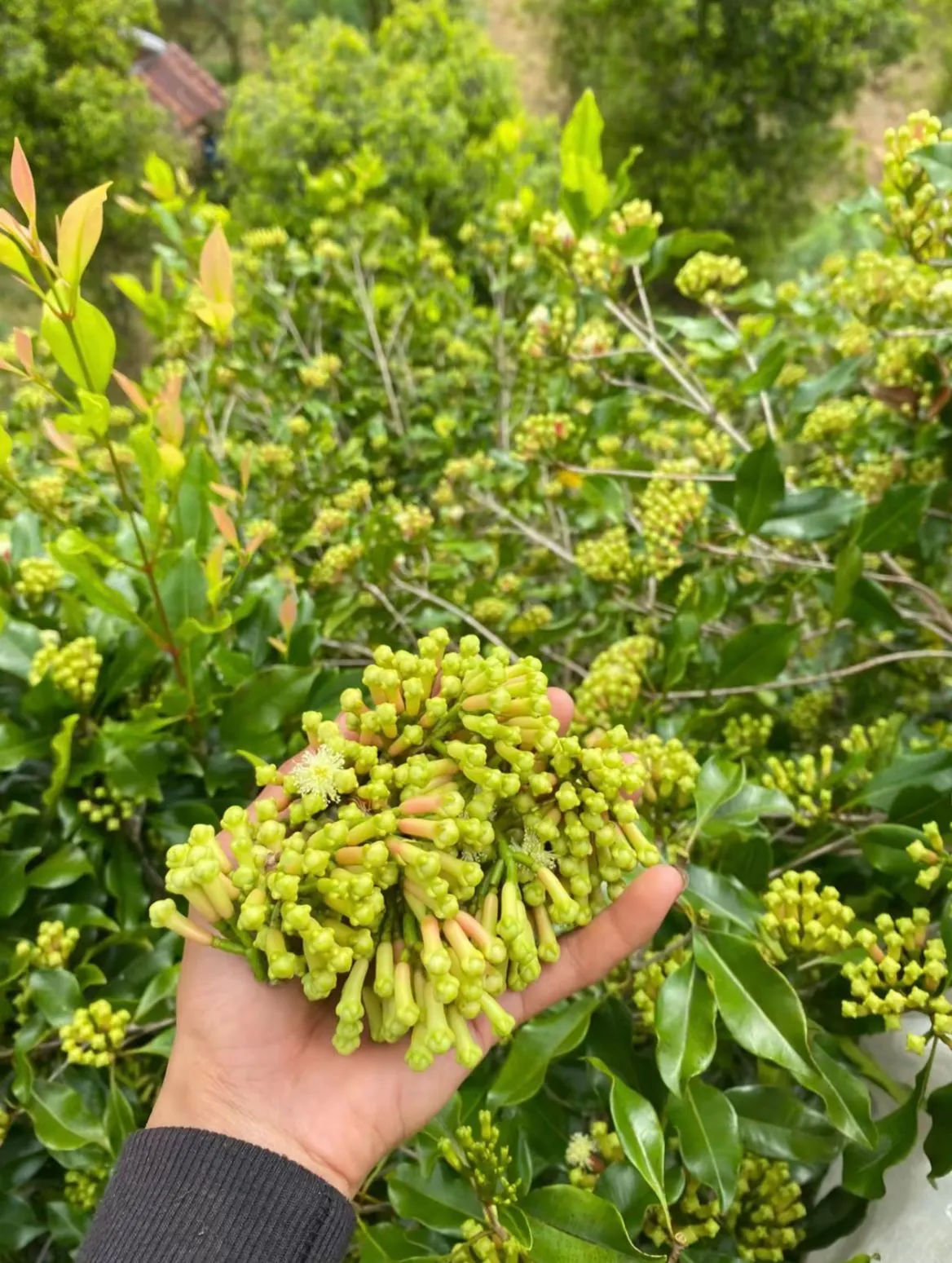 Fresh clove buds harvest, Indonesia