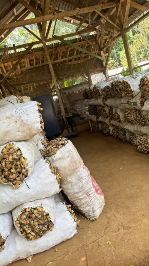 Elephant ginger, Indonesia