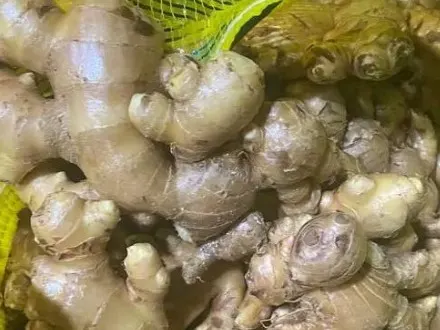 Elephant Ginger