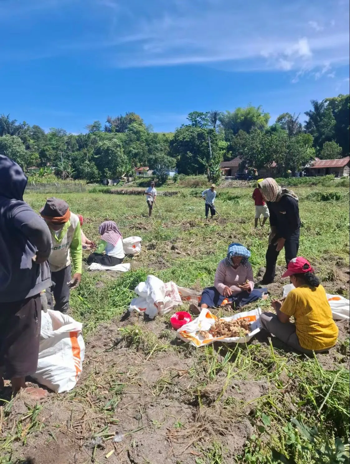Harvesting elephant ginger with partner farmers