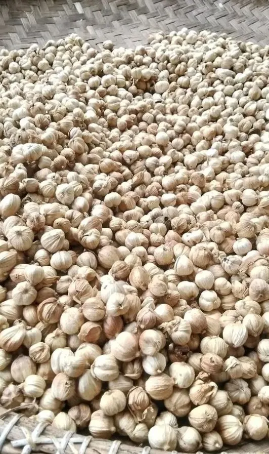 Cardamom