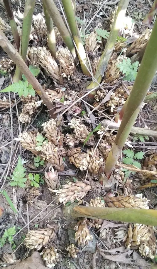Cardamom, Indonesia