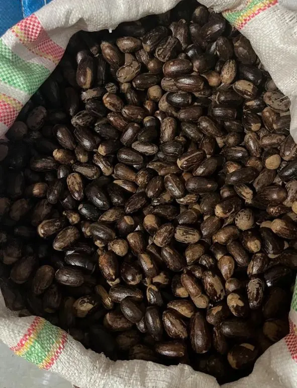 Nutmeg, Indonesia